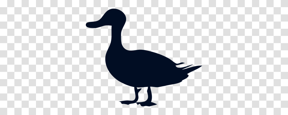 Duck Animals, Bird, Dodo Transparent Png