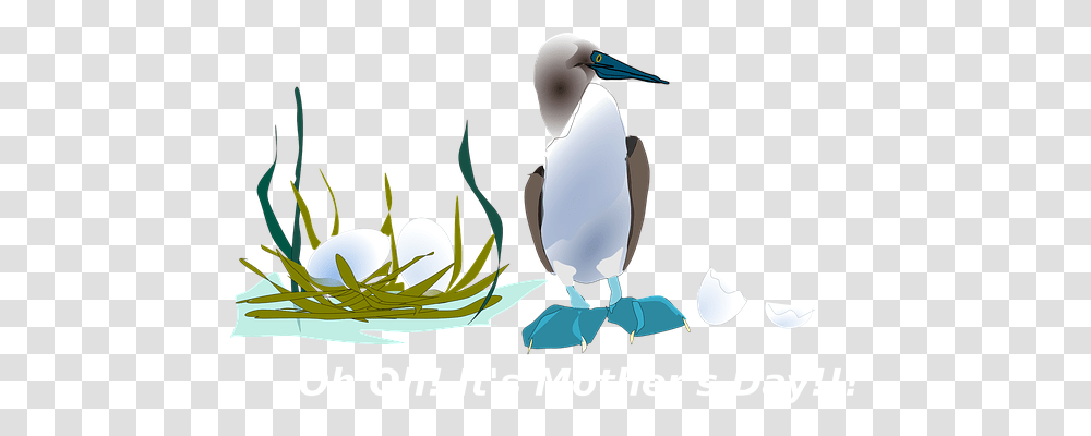 Duck Animals, Bird, Penguin, King Penguin Transparent Png