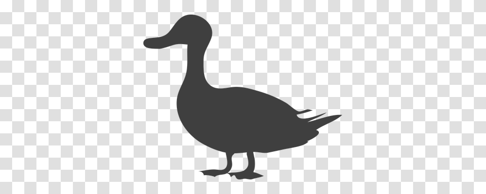 Duck Animals, Axe, Tool, Bird Transparent Png