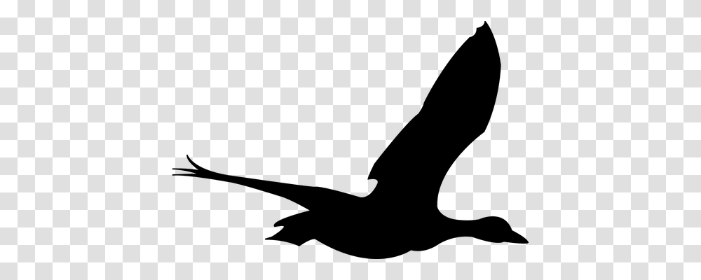 Duck Animals, Gray, World Of Warcraft Transparent Png