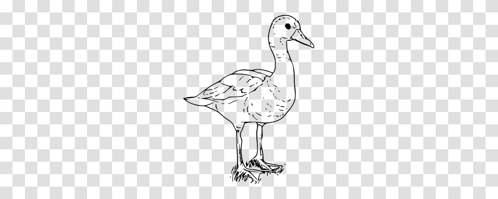 Duck Animals, Gray, World Of Warcraft Transparent Png