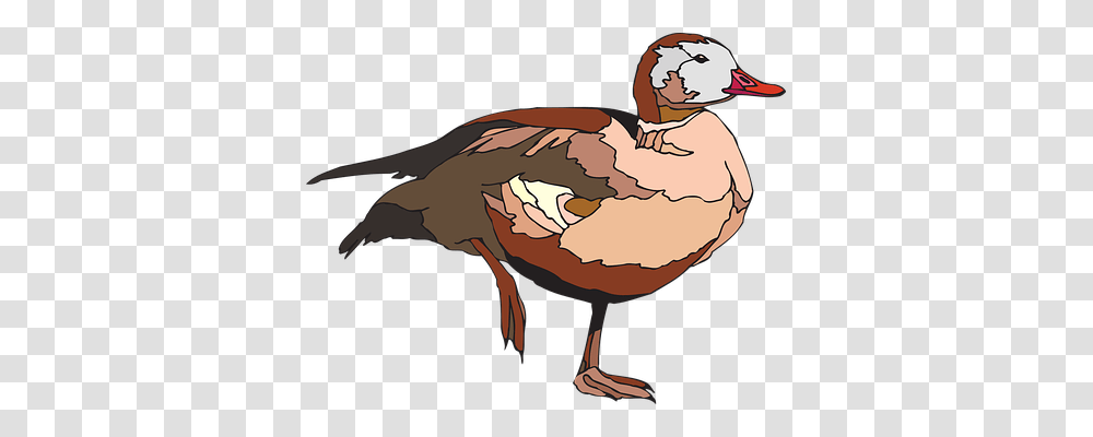 Duck Animals, Bird Transparent Png