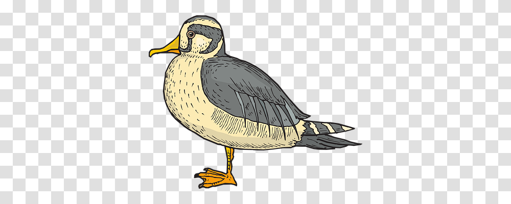 Duck Animals, Goose, Bird, Anseriformes Transparent Png