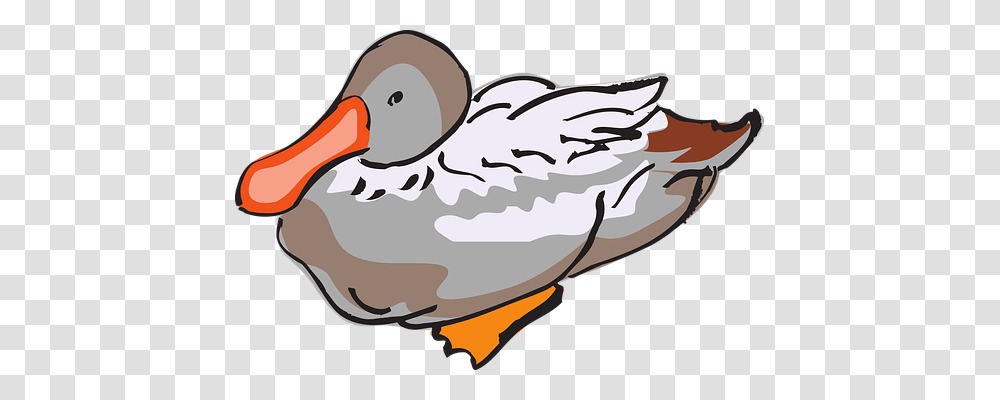 Duck Nature, Bird, Animal, Anseriformes Transparent Png