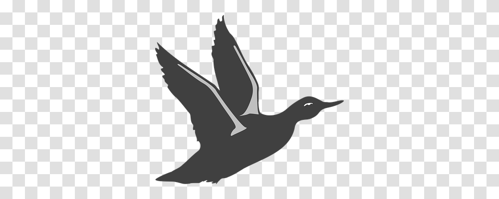 Duck Nature, Bird, Animal, Waterfowl Transparent Png