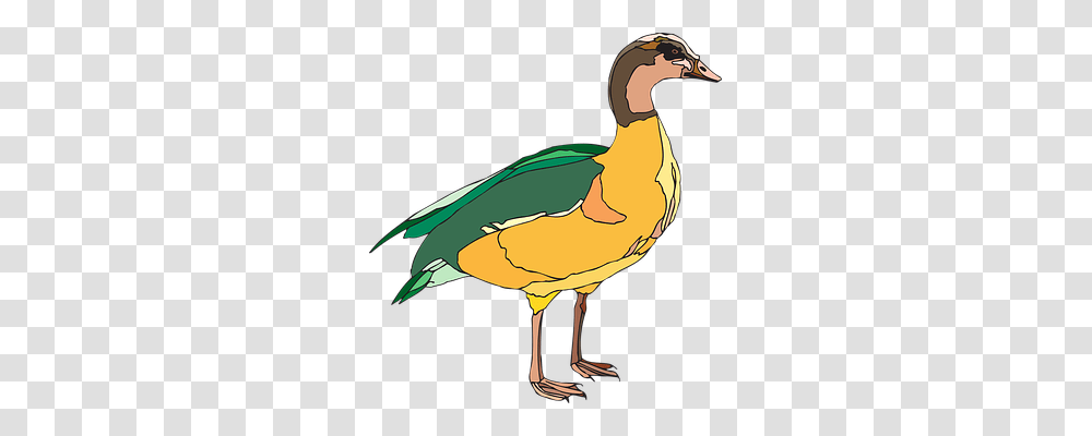 Duck Nature, Bird, Animal, Waterfowl Transparent Png