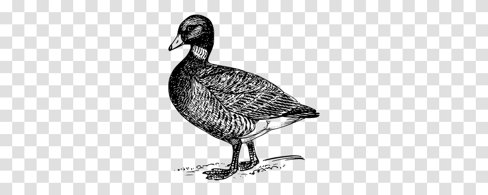 Duck Nature, Gray, World Of Warcraft Transparent Png