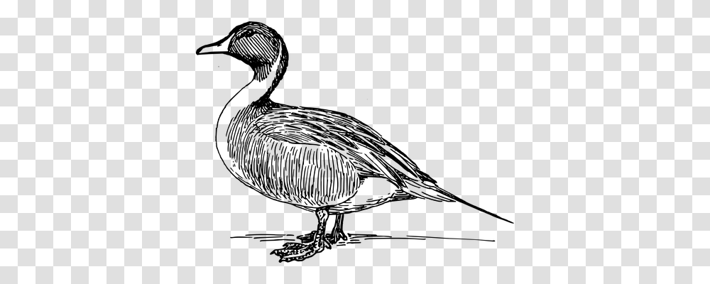 Duck Animals, Gray, World Of Warcraft Transparent Png