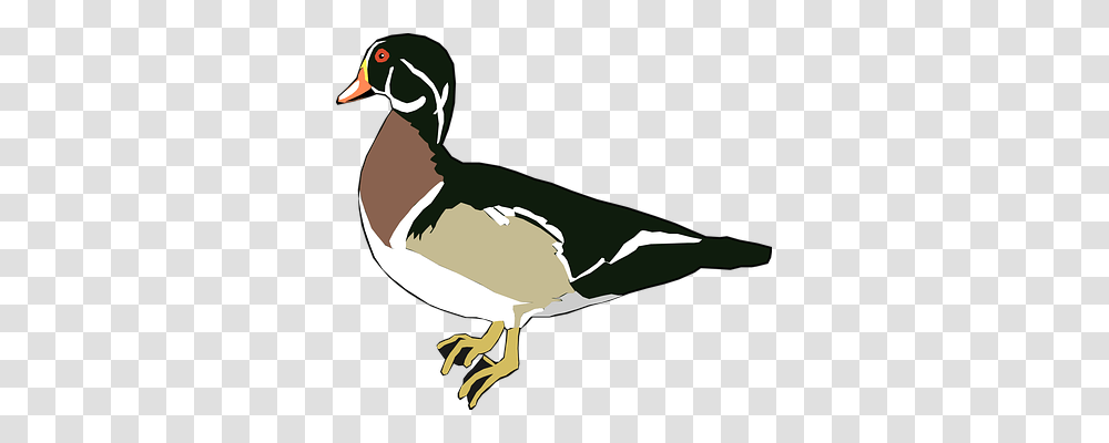 Duck Animals, Bird, Goose, Waterfowl Transparent Png