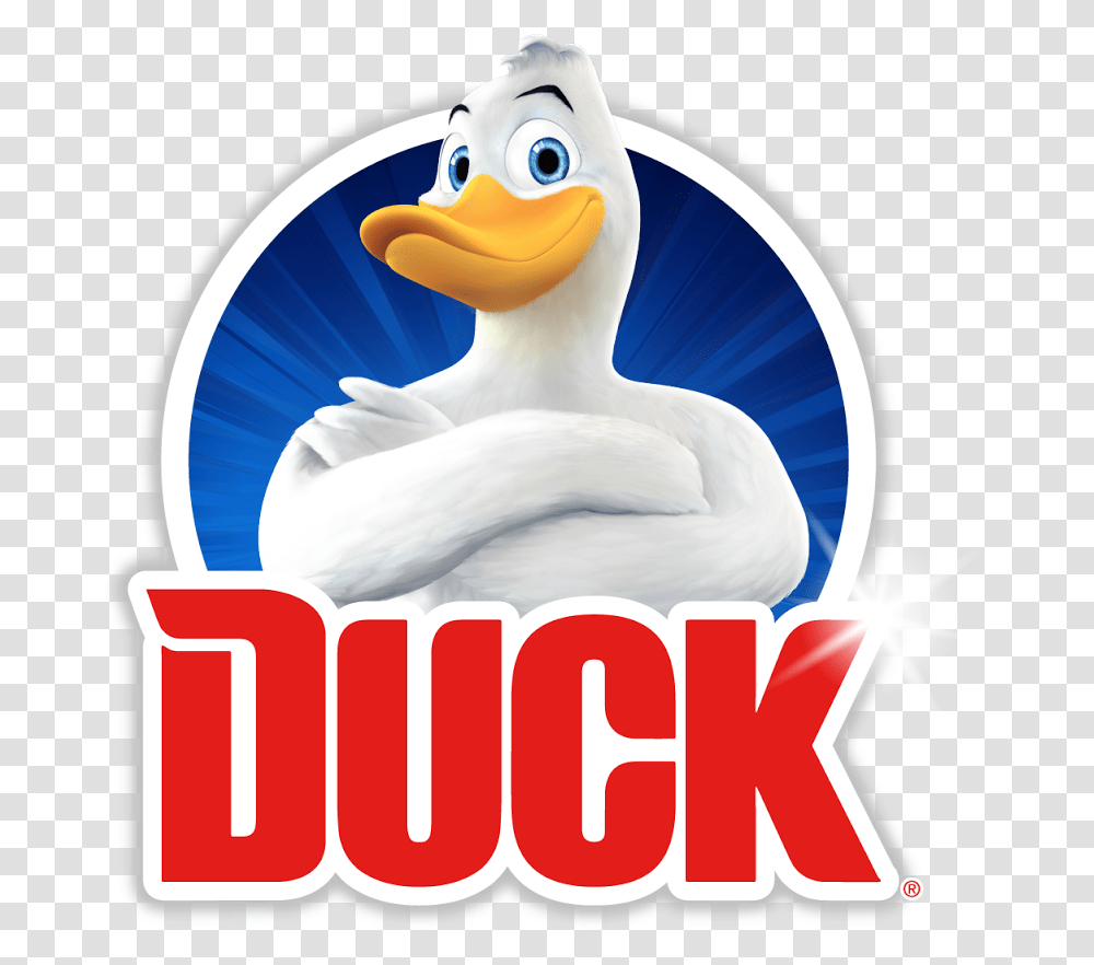 Duck, Animal, Bird Transparent Png