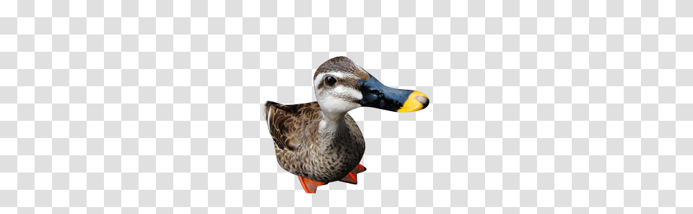 Duck, Animals, Bird, Beak, Waterfowl Transparent Png