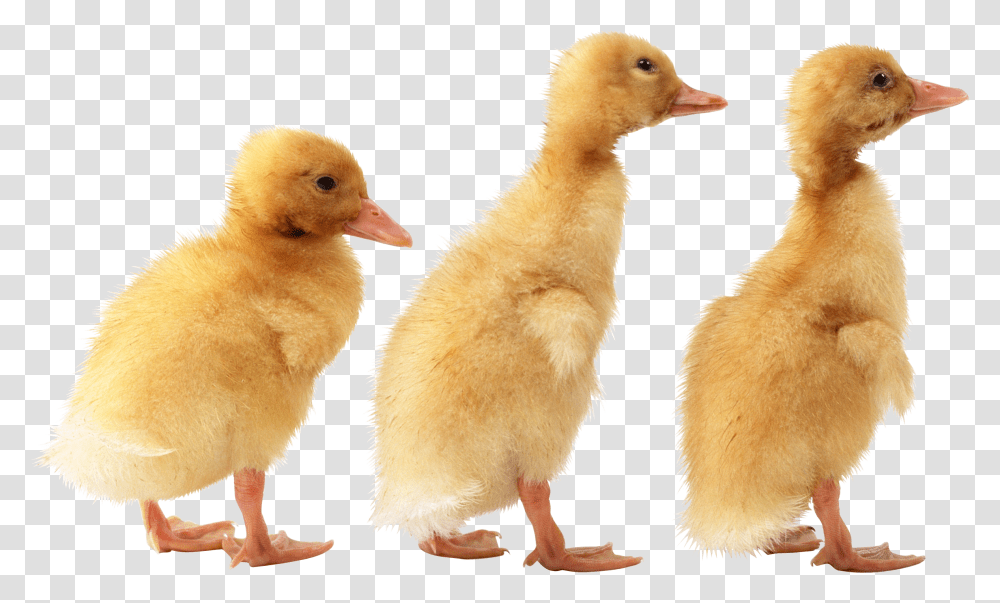 Duck, Animals, Bird, Cat, Pet Transparent Png