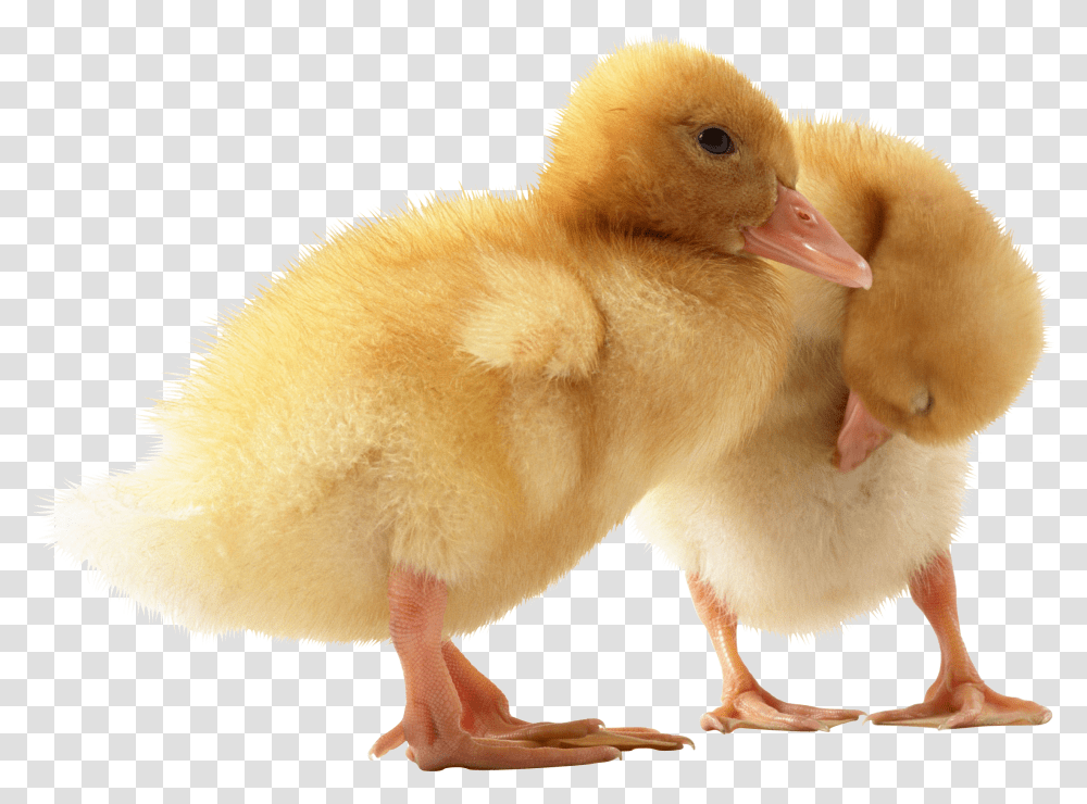 Duck, Animals, Bird, Chicken, Poultry Transparent Png