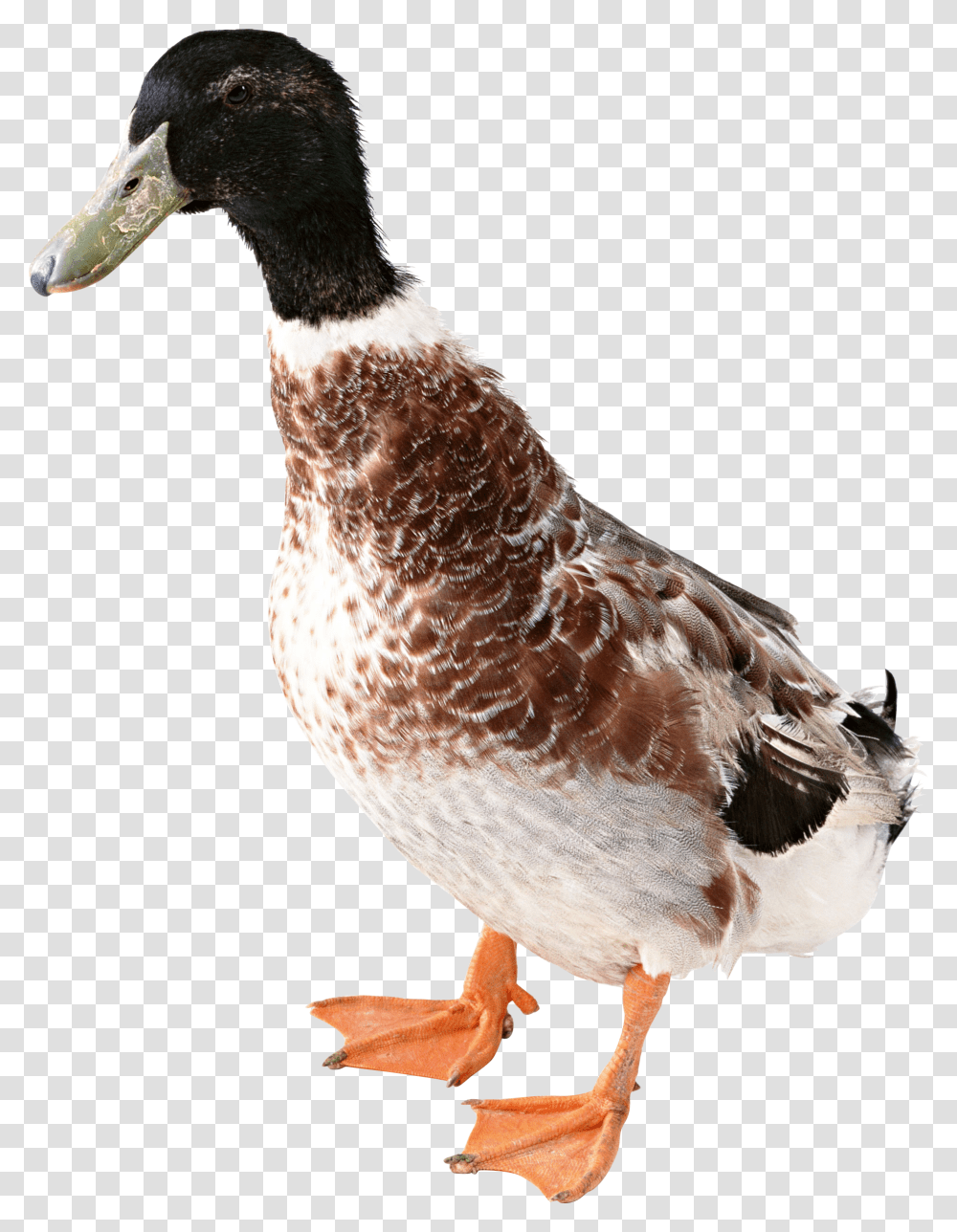 Duck, Animals, Bird, Chicken, Poultry Transparent Png