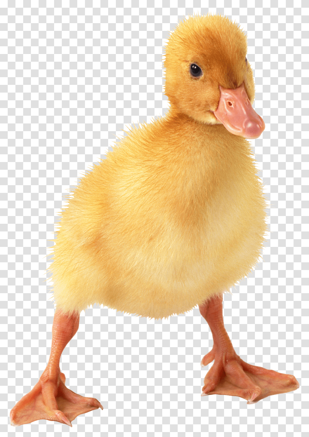 Duck, Animals, Bird, Fowl, Poultry Transparent Png