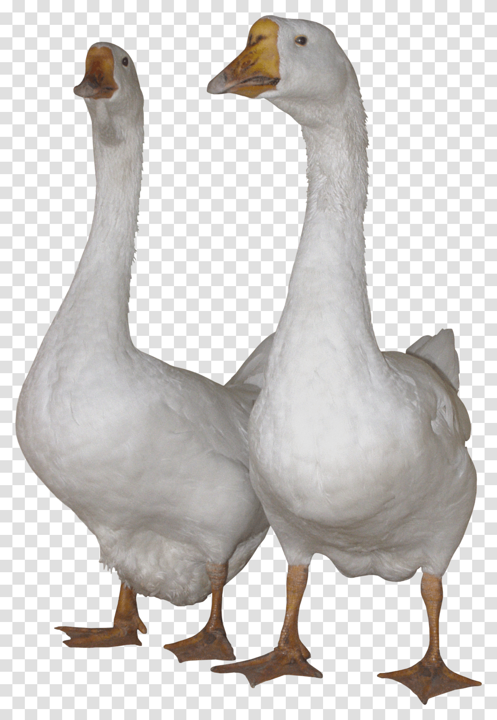 Duck, Animals, Bird, Goose Transparent Png