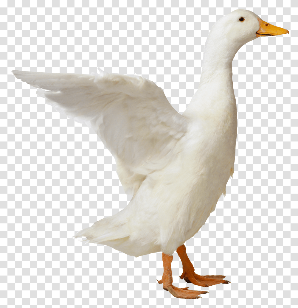 Duck, Animals, Bird, Goose, Waterfowl Transparent Png