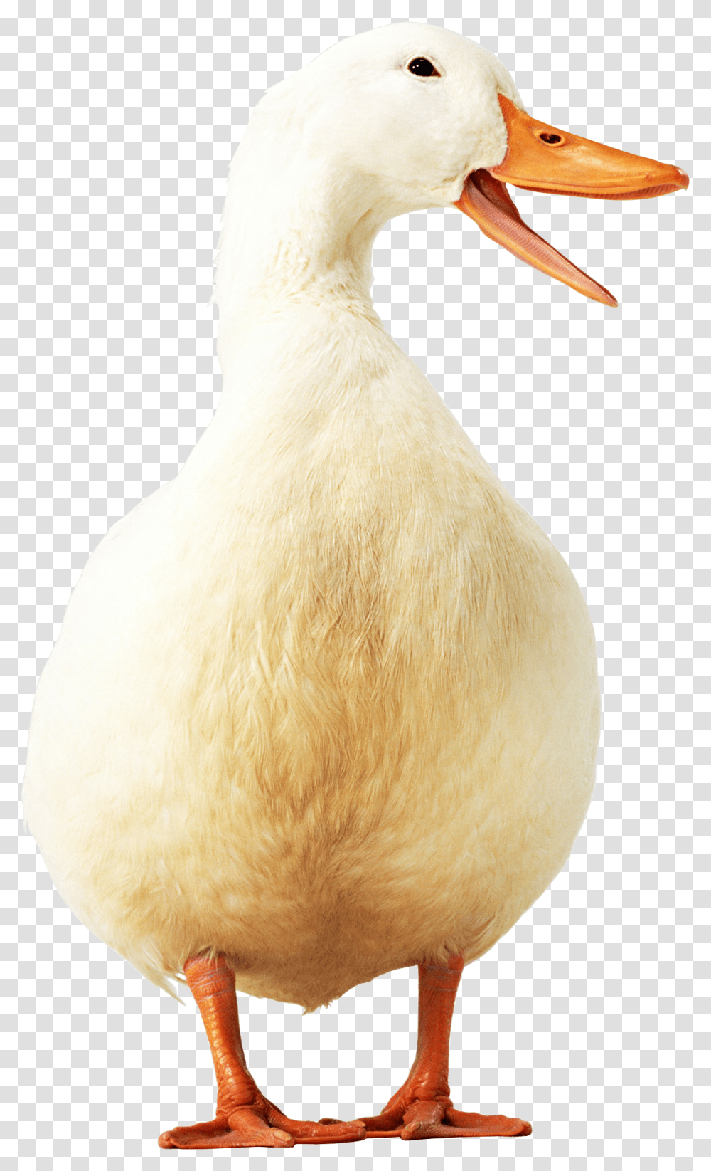 Duck, Animals, Bird, Plant, Chicken Transparent Png