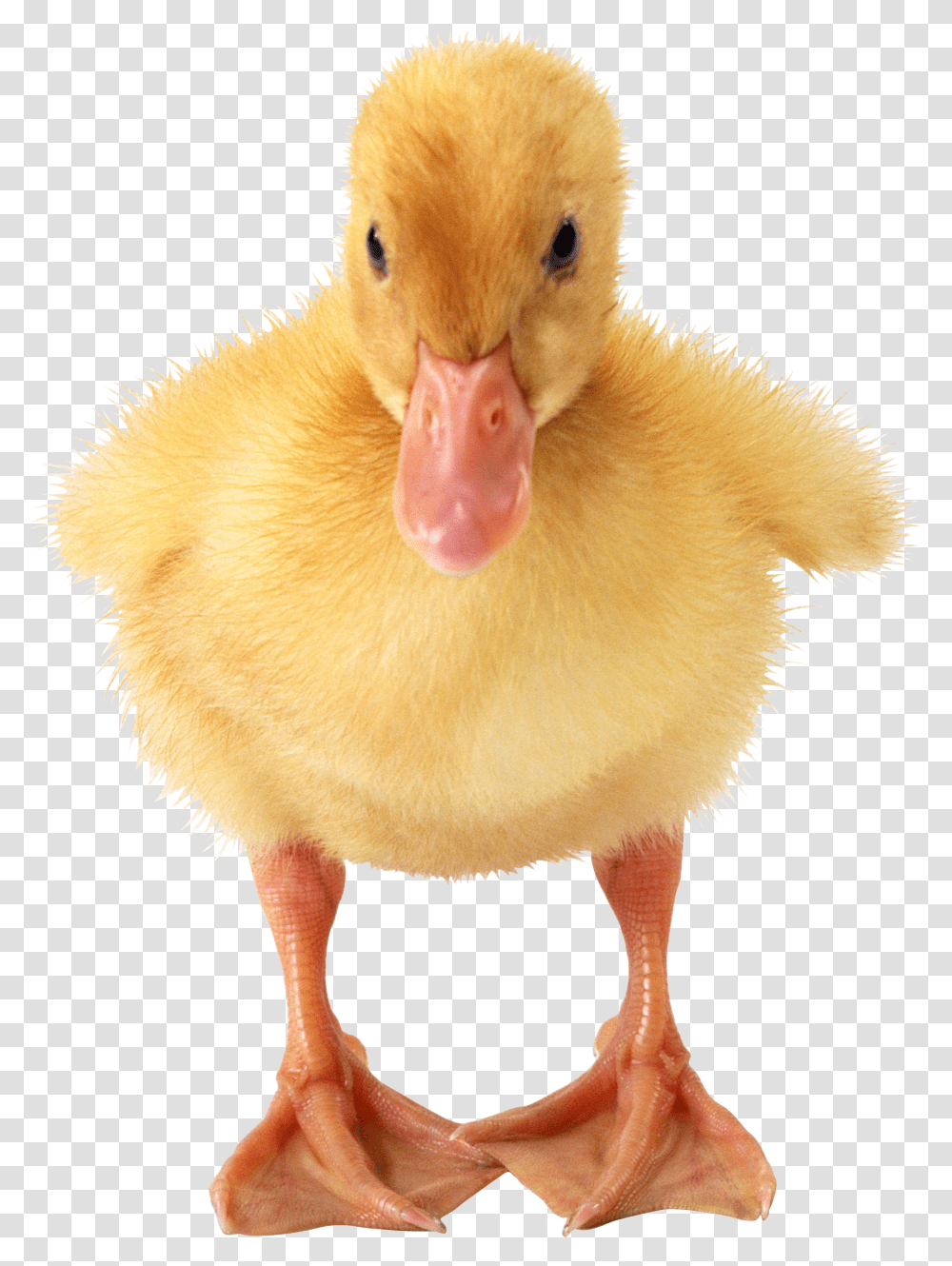 Duck, Animals, Bird Transparent Png