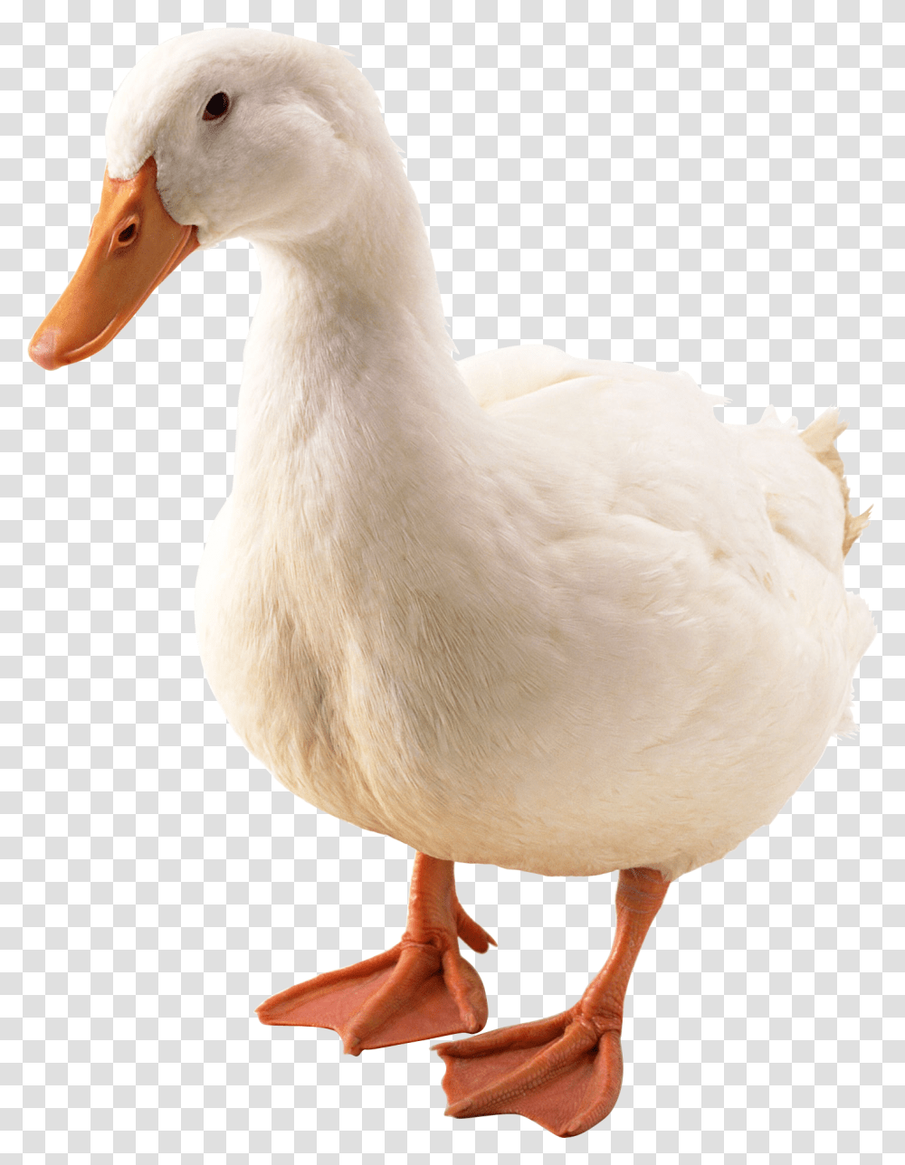 Duck, Animals, Bird, Waterfowl, Beak Transparent Png