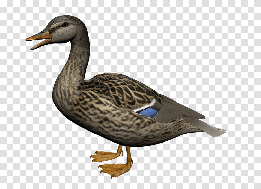 Duck, Animals, Bird, Waterfowl, Goose Transparent Png