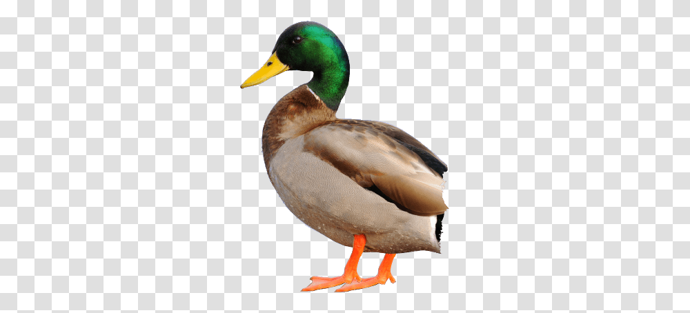 Duck, Animals, Bird, Waterfowl, Mallard Transparent Png