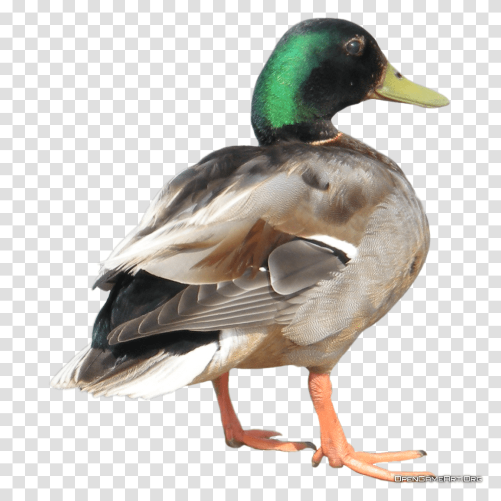 Duck, Animals, Bird, Waterfowl, Mallard Transparent Png