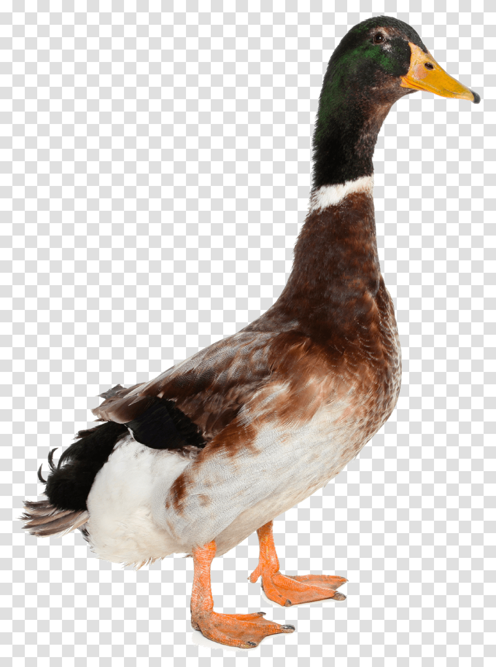 Duck, Animals, Bird, Waterfowl, Mallard Transparent Png