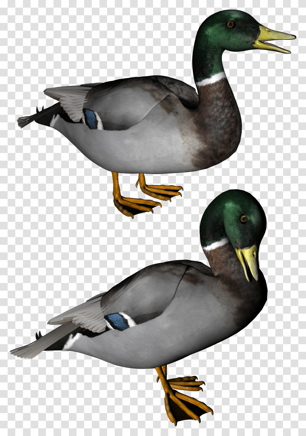 Duck, Animals, Bird, Waterfowl, Mallard Transparent Png