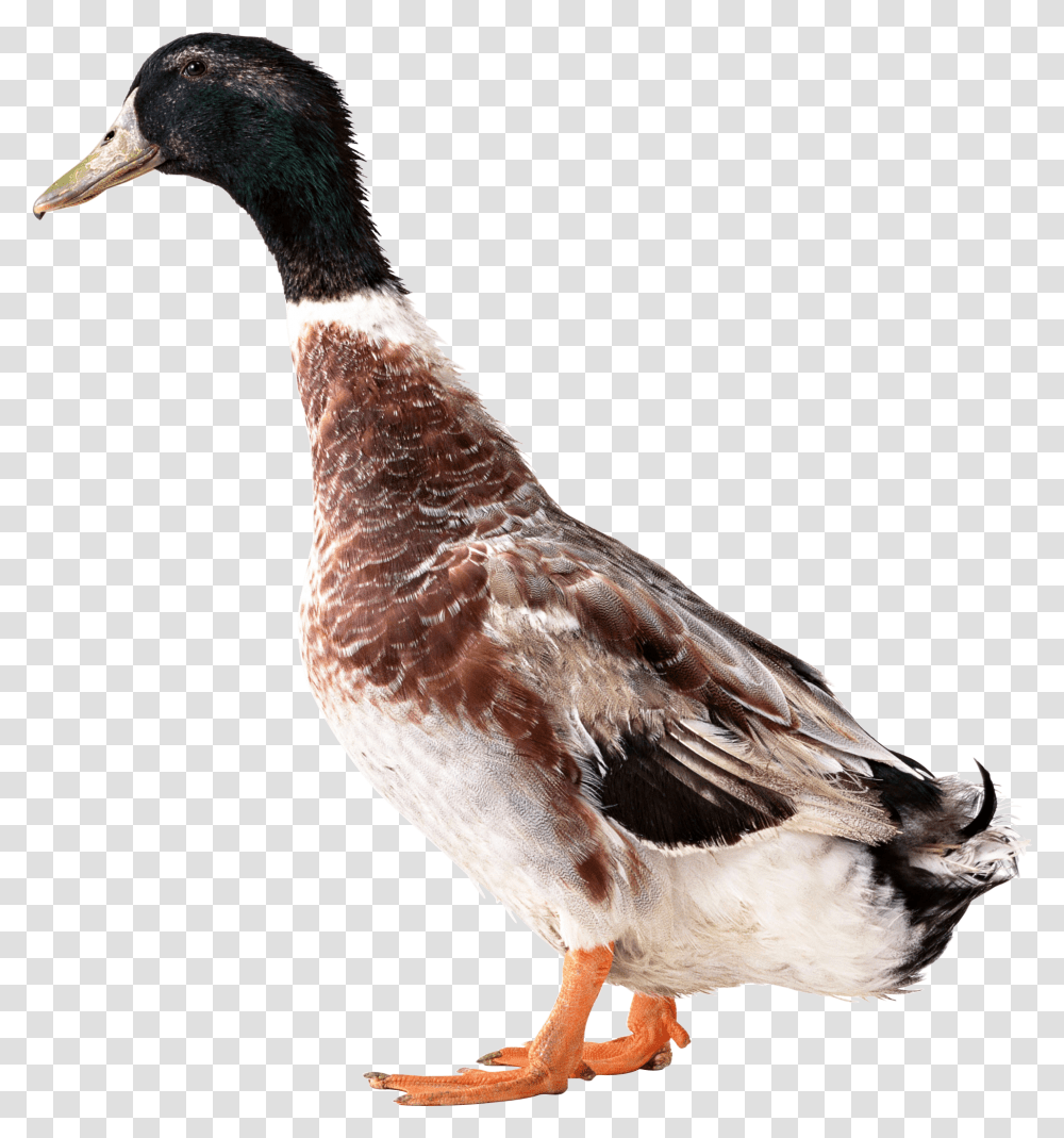 Duck, Animals, Bird, Waterfowl, Mallard Transparent Png