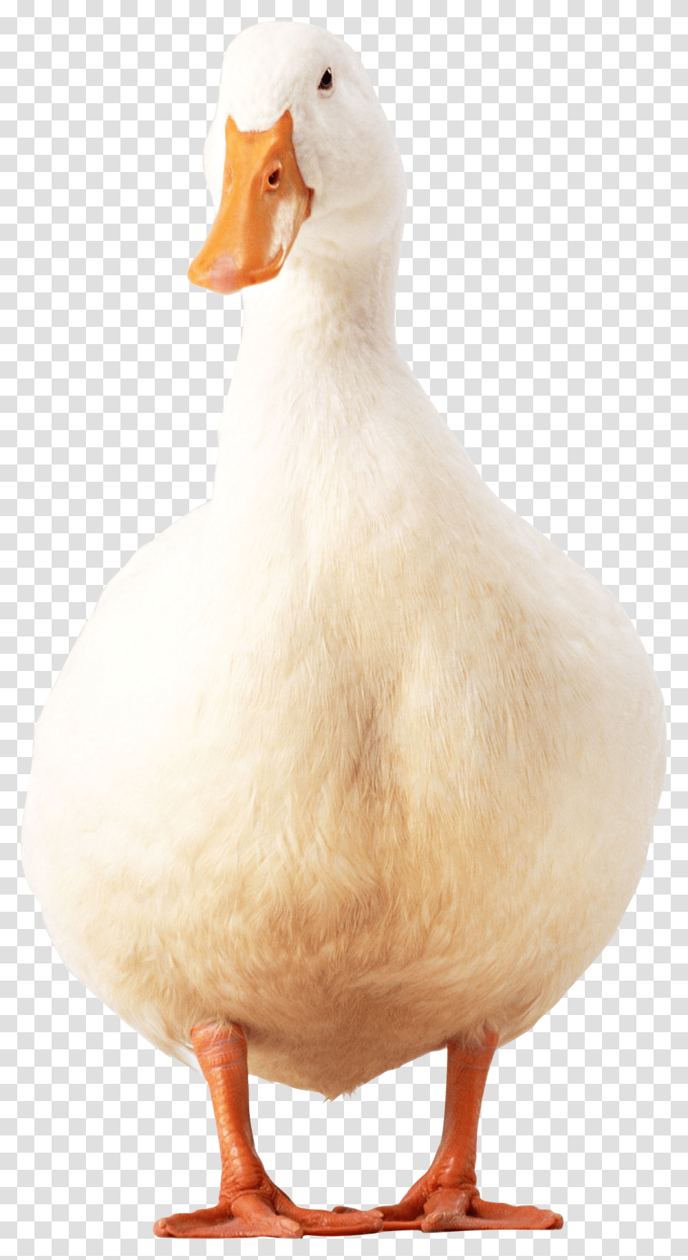 Duck, Animals, Chicken, Poultry, Fowl Transparent Png