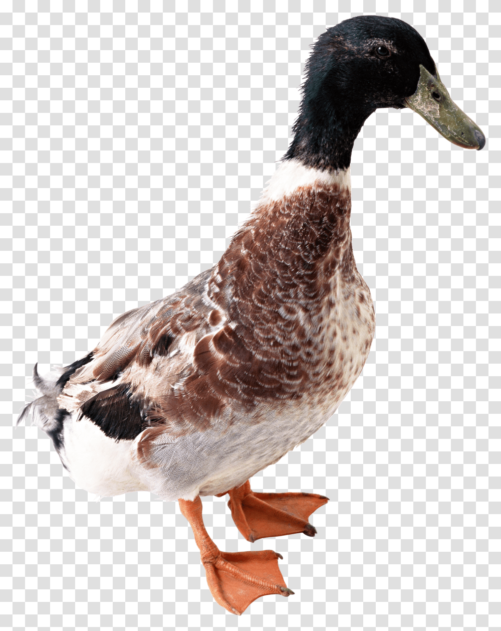 Duck, Animals, Chicken, Poultry, Fowl Transparent Png