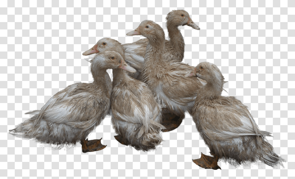 Duck, Animals Transparent Png