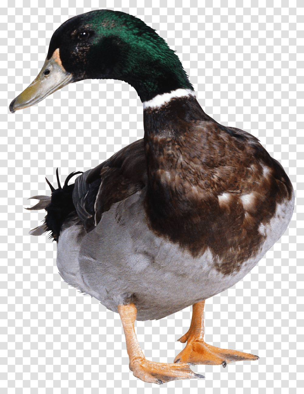 Duck, Animals Transparent Png