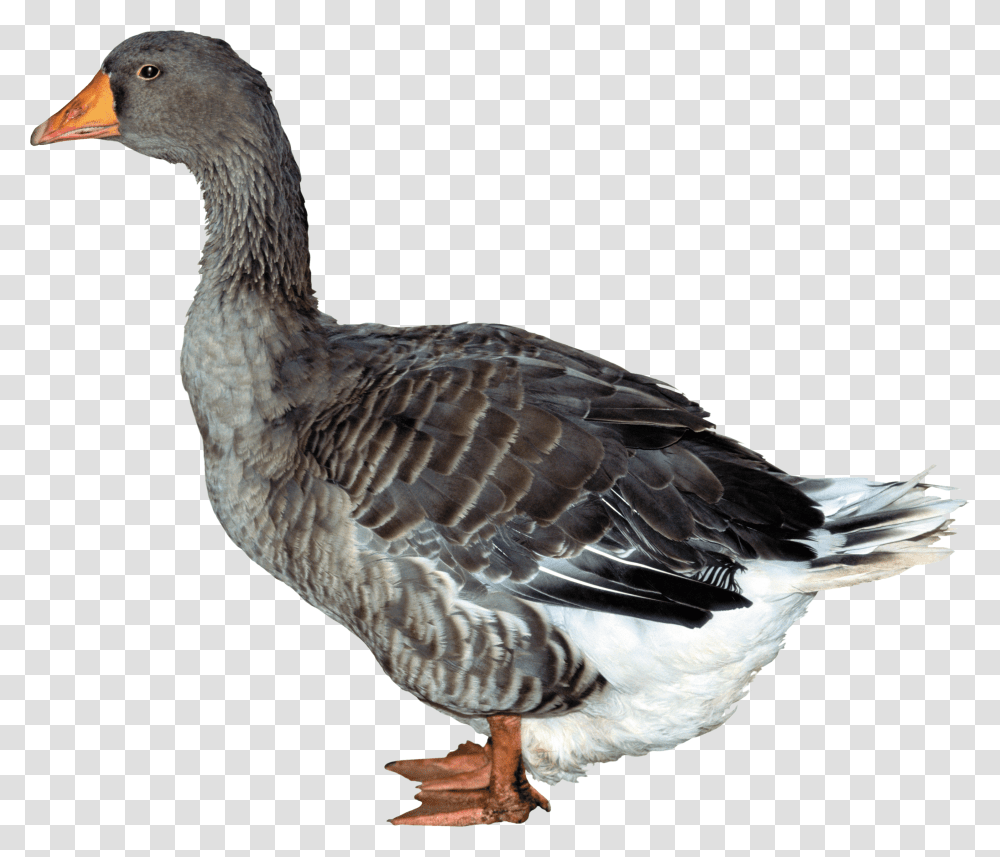 Duck, Animals Transparent Png