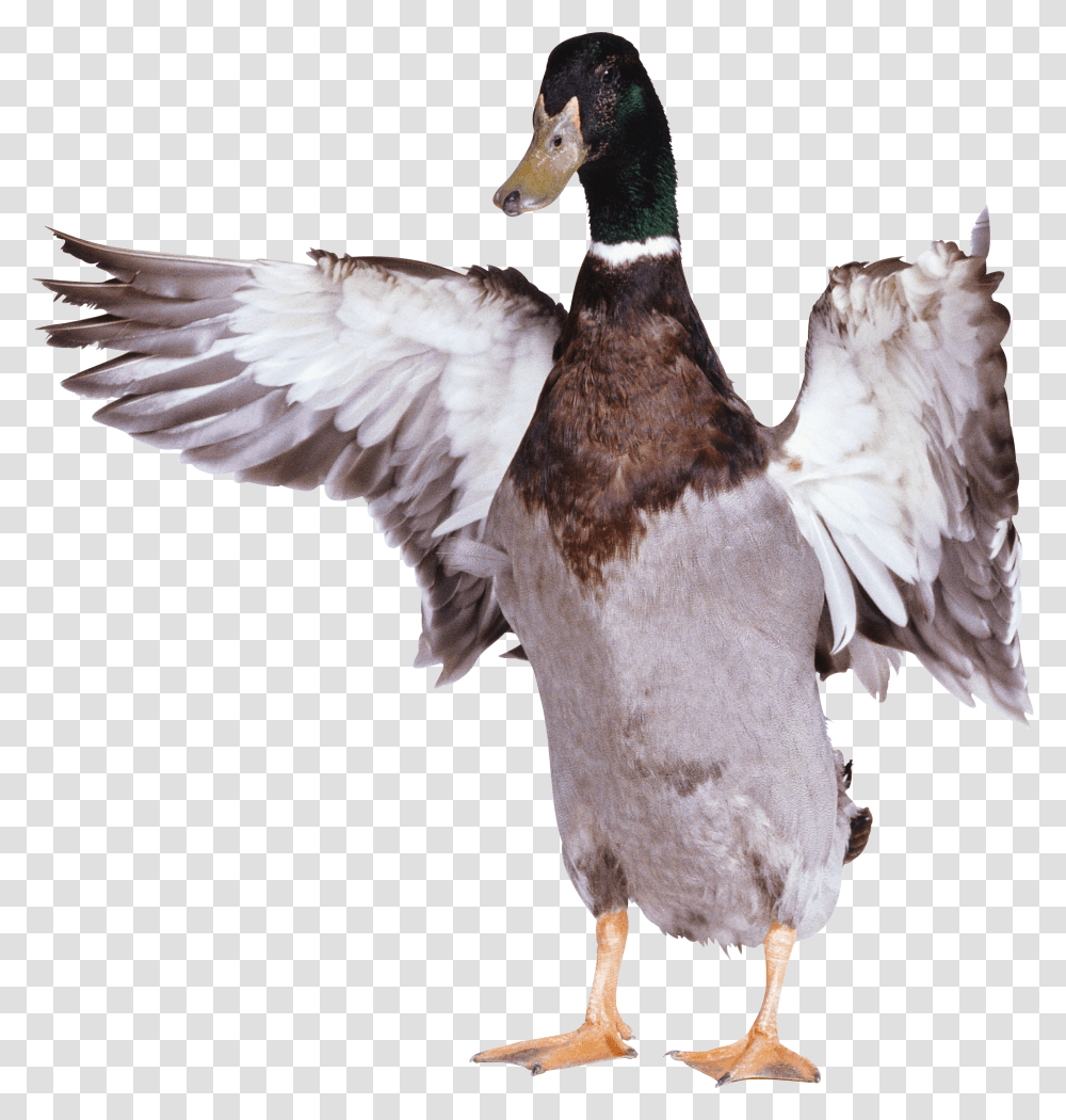 Duck, Animals Transparent Png