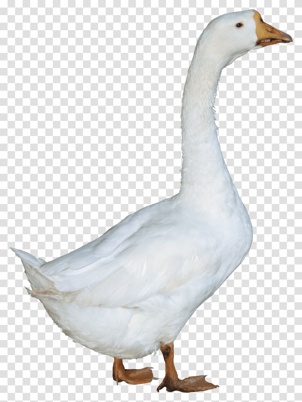 Duck, Animals Transparent Png