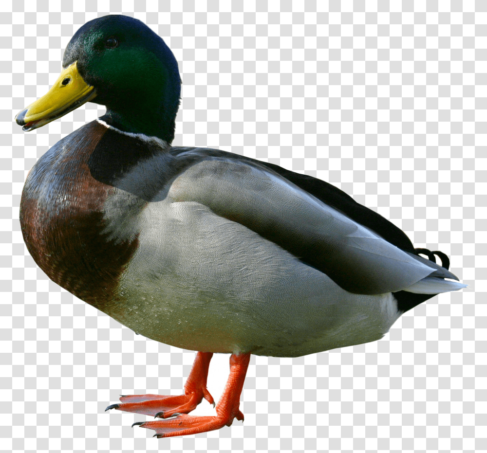 Duck, Animals, Waterfowl, Bird, Mallard Transparent Png