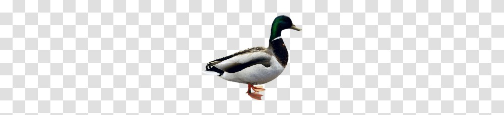 Duck, Animals, Waterfowl, Bird, Mallard Transparent Png