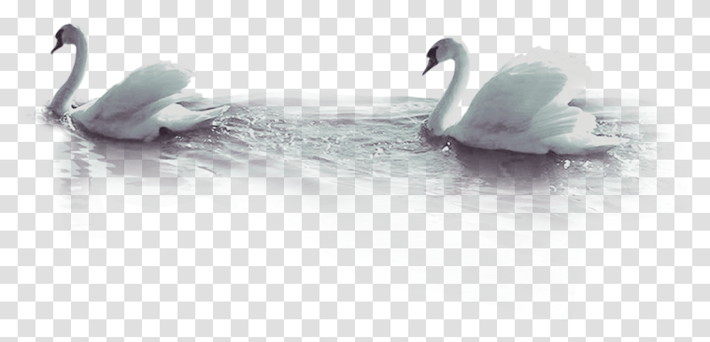 Duck Beak Wallpaper Tundra Swan, Bird, Animal, Waterfowl Transparent Png