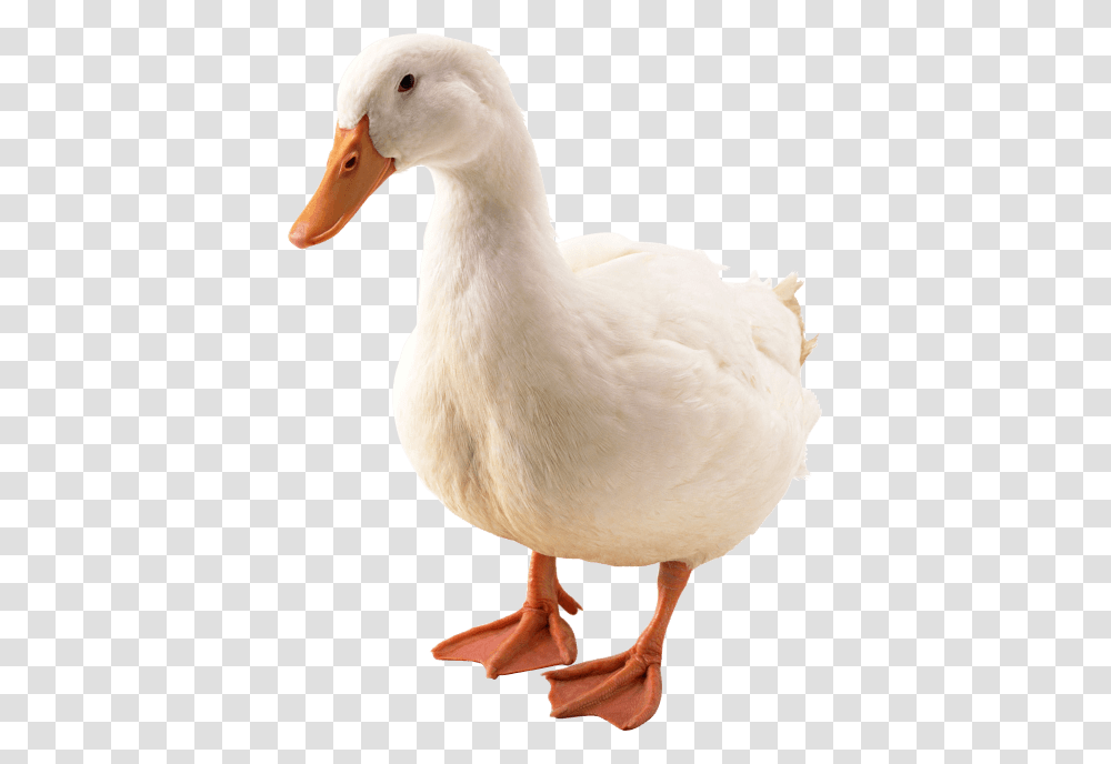 Duck, Bird, Animal, Chicken, Poultry Transparent Png