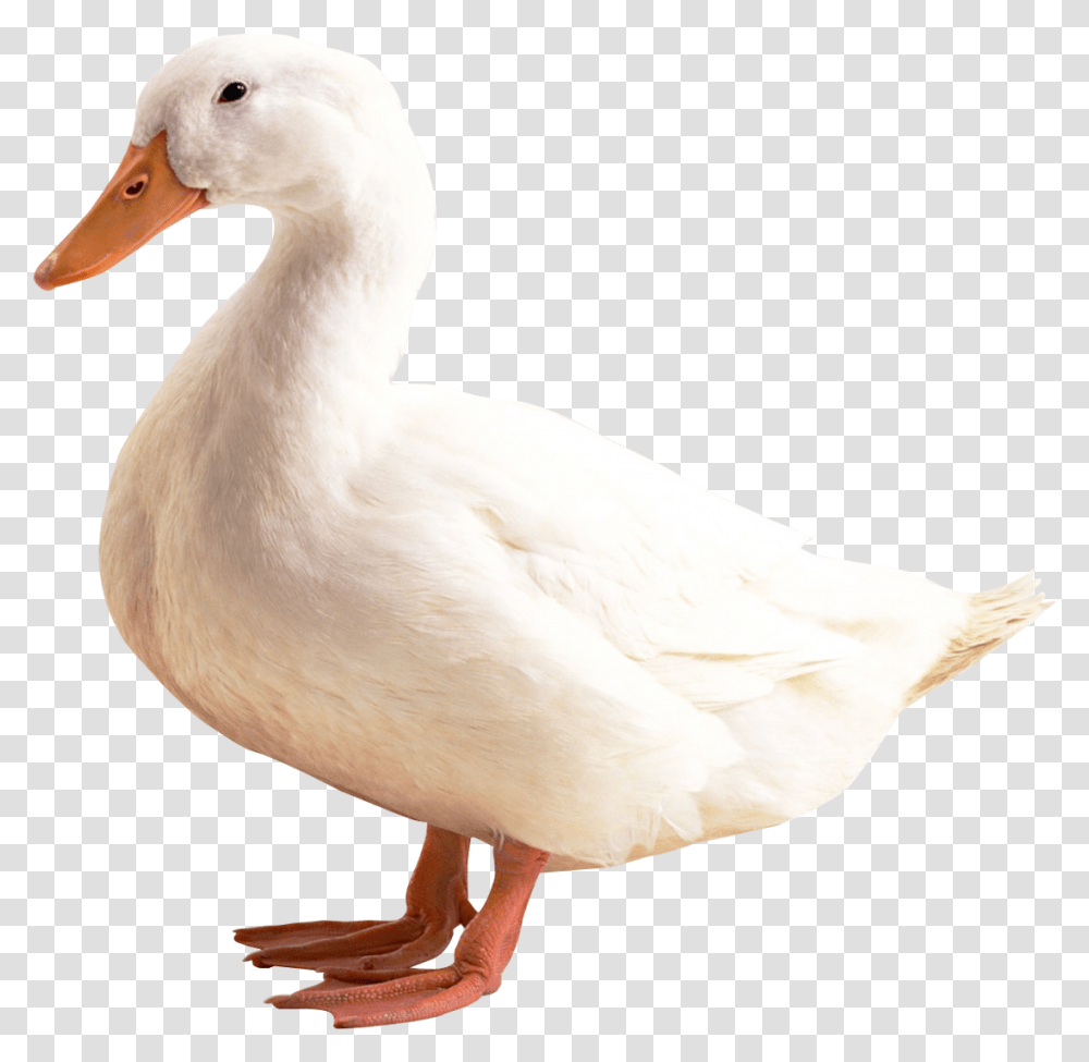 Duck, Bird, Animal, Goose, Anseriformes Transparent Png