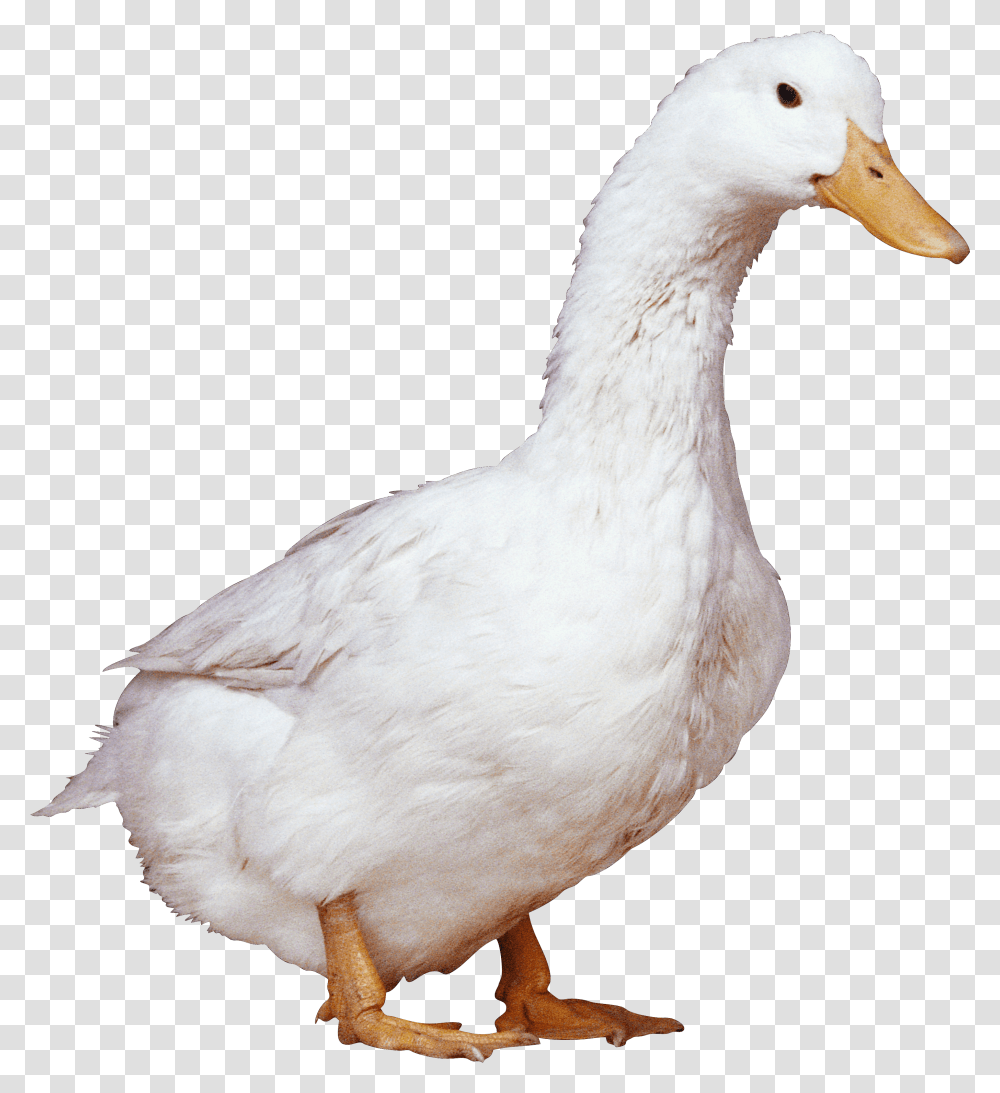 Duck, Bird, Animal, Goose Transparent Png