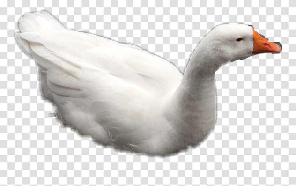 Duck, Bird, Animal, Goose, Waterfowl Transparent Png