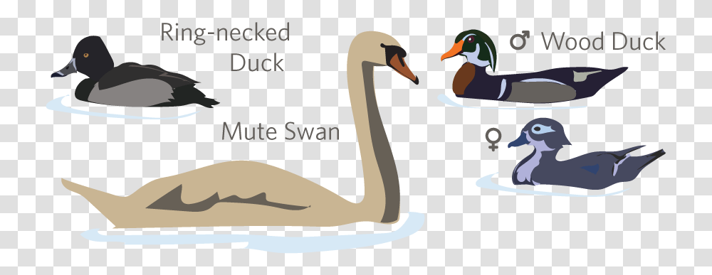 Duck, Bird, Animal, Swan, Goose Transparent Png