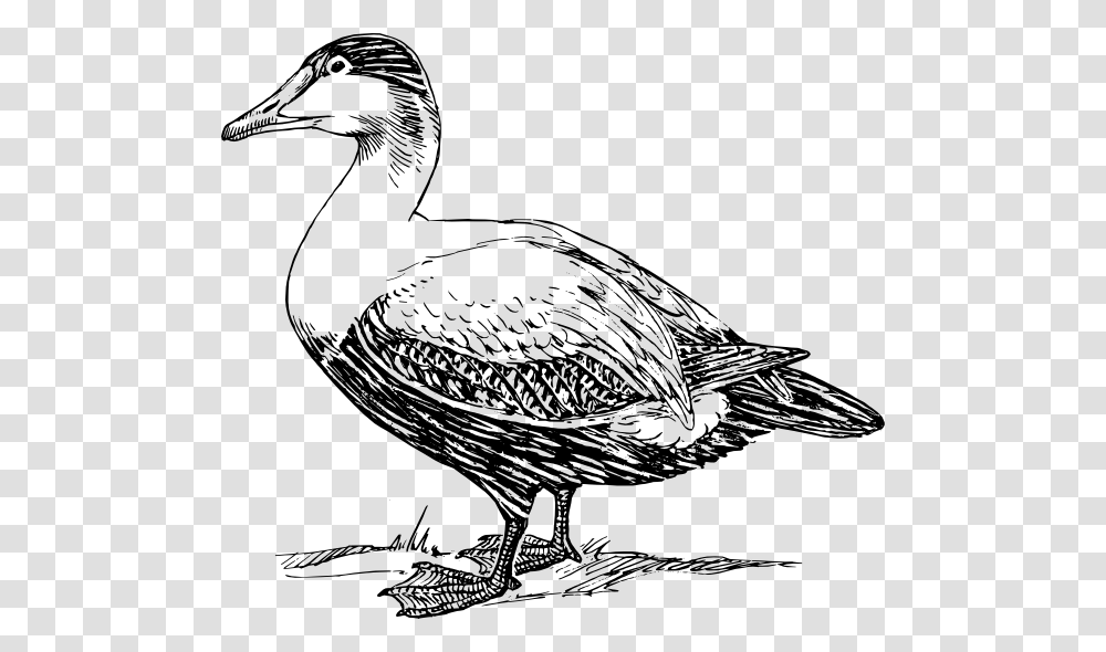 Duck, Bird, Animal, Waterfowl, Anseriformes Transparent Png
