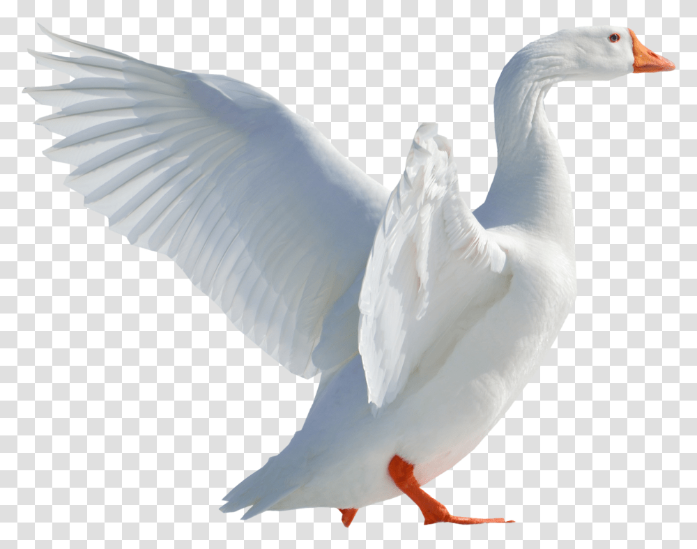 Duck, Bird, Animal, Waterfowl, Beak Transparent Png