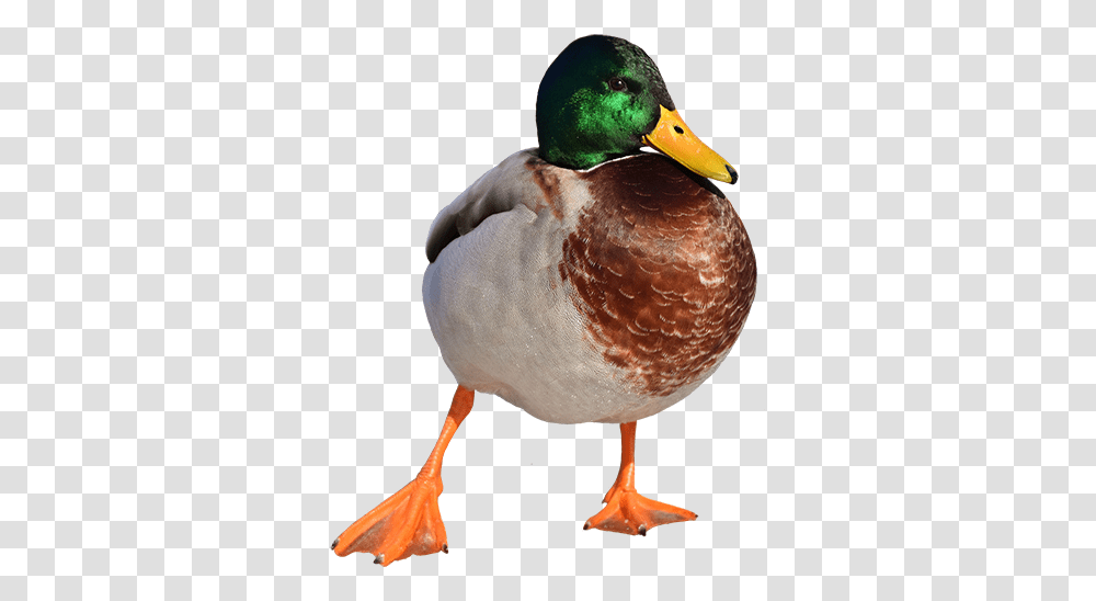 Duck, Bird, Animal, Waterfowl, Mallard Transparent Png