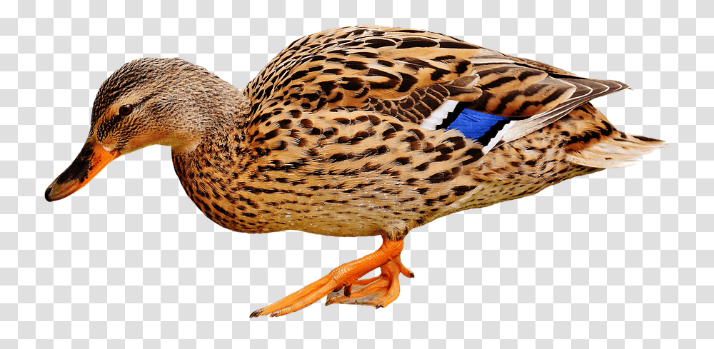 Duck, Bird, Animal, Waterfowl, Mallard Transparent Png