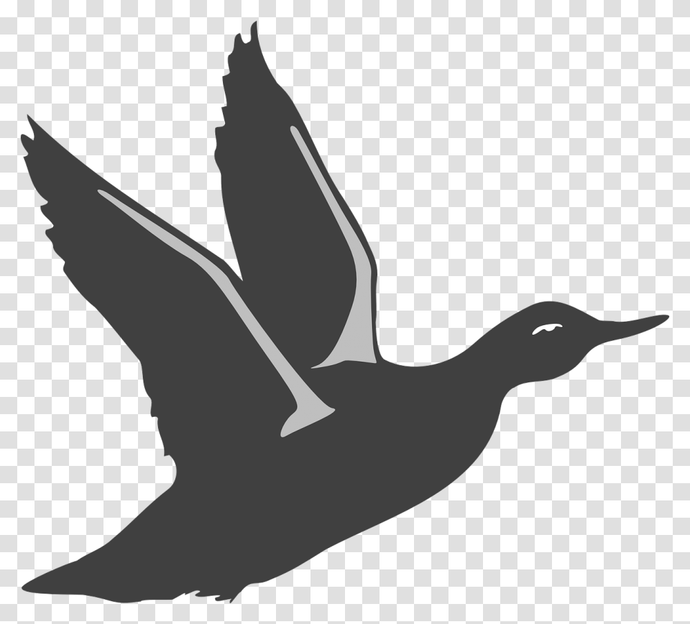 Duck Bird Flying Wings Animal Beak Feathers Bird Take Off Silhouette, Waterfowl, Goose, Swan, Albatross Transparent Png